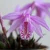 Dabar žydi ne tik falenopsiai: susipažinkite su pleione – svogūnine orchidėja