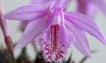 Dabar žydi ne tik falenopsiai: susipažinkite su pleione – svogūnine orchidėja