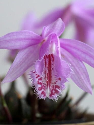 Dabar žydi ne tik falenopsiai: susipažinkite su pleione – svogūnine orchidėja
