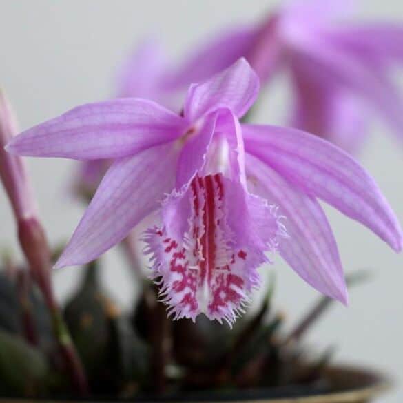 Dabar žydi ne tik falenopsiai: susipažinkite su pleione – svogūnine orchidėja
