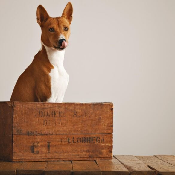 Darau Pats: daugybė medinių pakavimo dėžių panaudojimo būdų