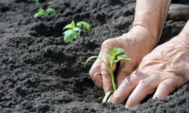 Daržovių sėja ant palangių ir šiltnamiuose