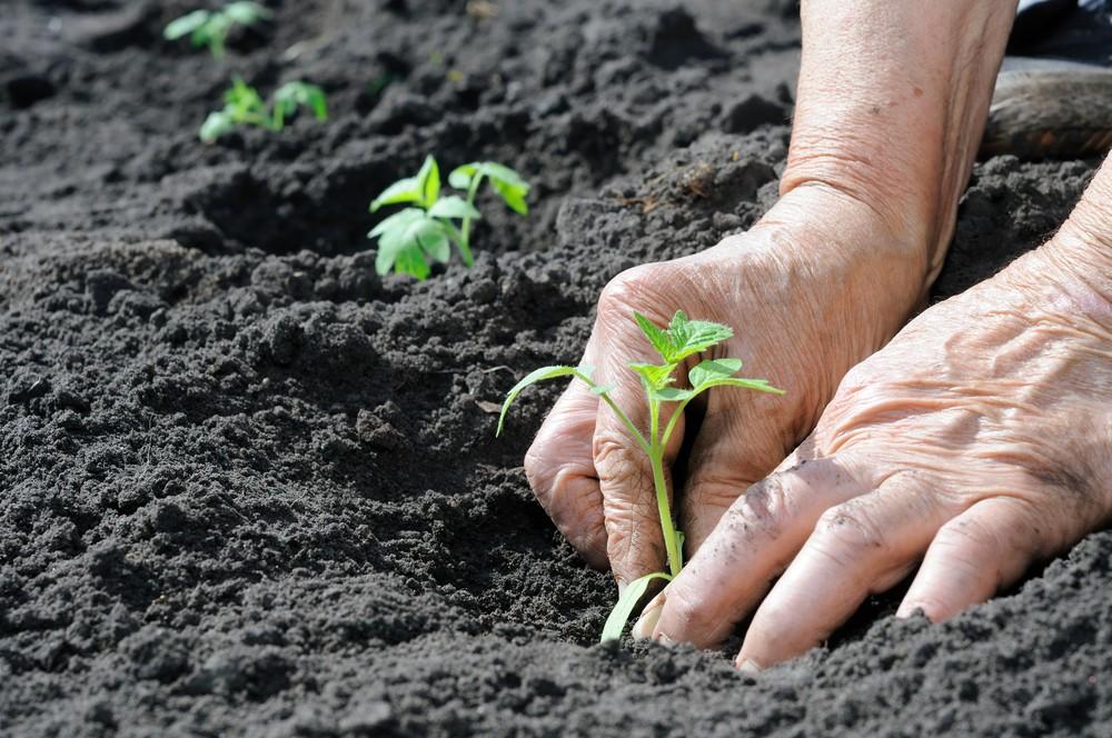 Daržovių sėja ant palangių ir šiltnamiuose vasario mėnesį