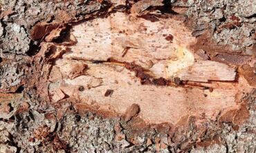 Daugiau laisvės kovojant su miškų siaubu žievėgraužiu tipografu
