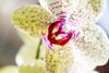 Dažniausios klaidos auginant skirtingas orchidėjų rūšis