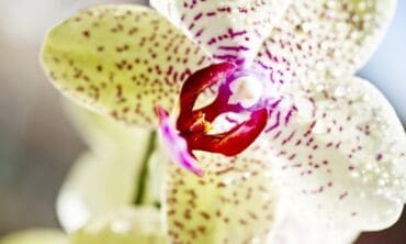 Dažniausios klaidos auginant skirtingas orchidėjų rūšis