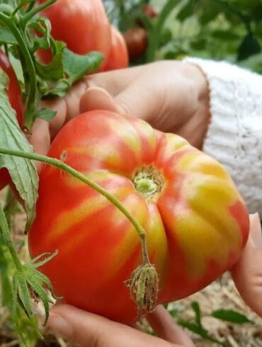 Dažniausios pomidorų ligos: kaip juos išgelbėti?
