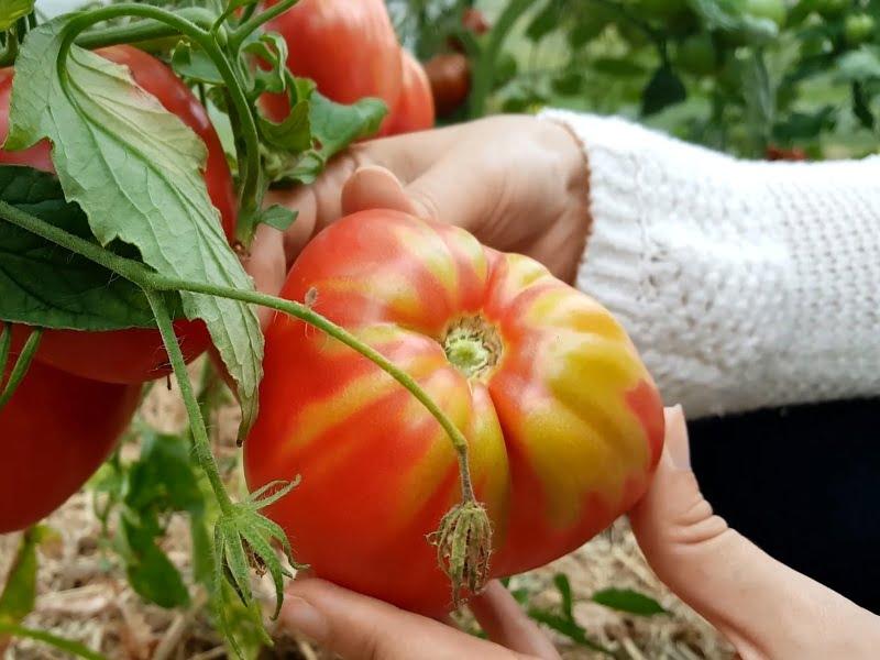 Dažniausios pomidorų ligos: kaip juos išgelbėti?