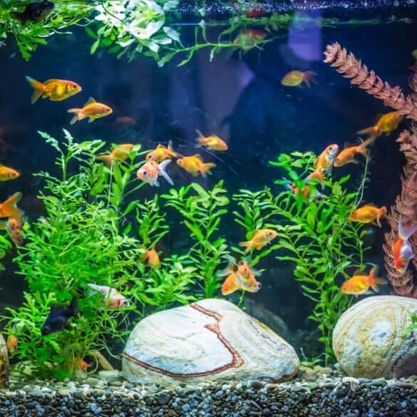 Didelis akvariumas namuose - lengviau nei gali pasirodyti