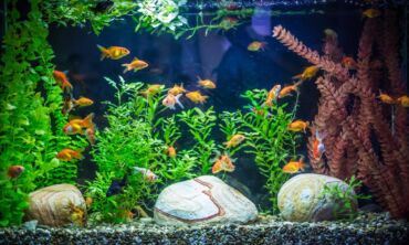 Didelis akvariumas namuose – lengviau nei gali pasirodyti