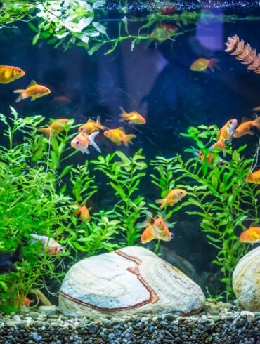 Didelis akvariumas namuose – lengviau nei gali pasirodyti
