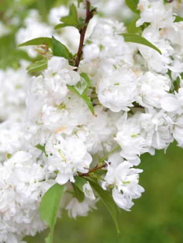 DIDYSIS PAVASARIO SPROGIMAS: naudinga informacija apie sakuras