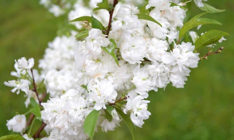DIDYSIS PAVASARIO SPROGIMAS: naudinga informacija apie sakuras