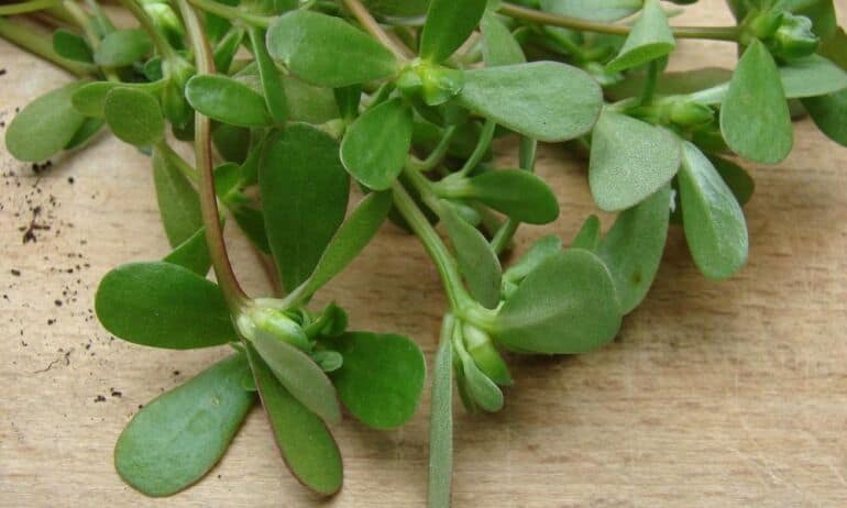 Dienos patarimas: jei pastebėsite kieme portulaką