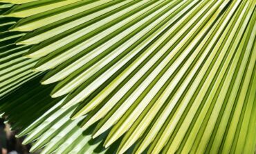 Egzotika namuose – palminiai augalai ir jų priežiūra