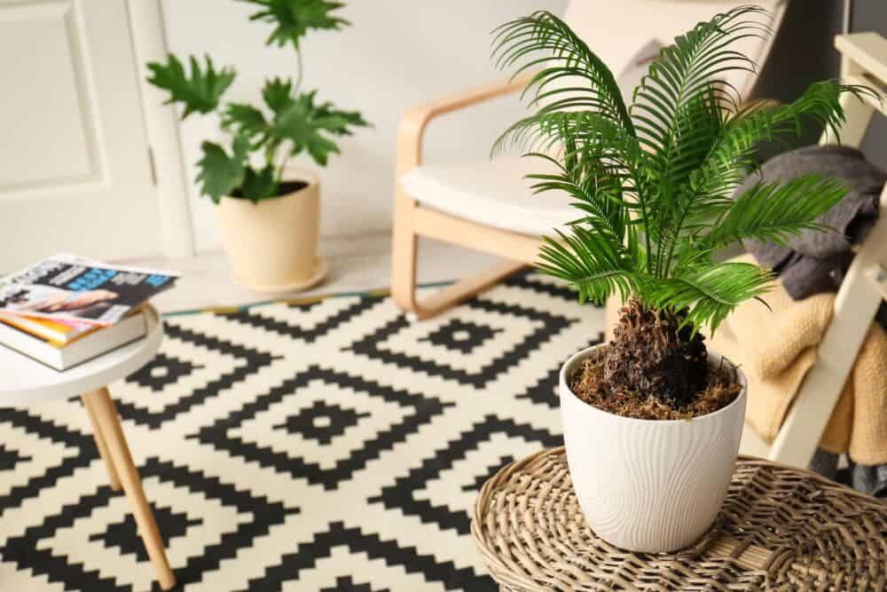 palmės