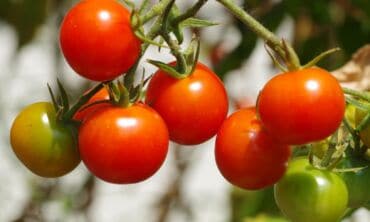 Ekspertė atsako į dažnai kylančius pomidorų auginimo klausimus