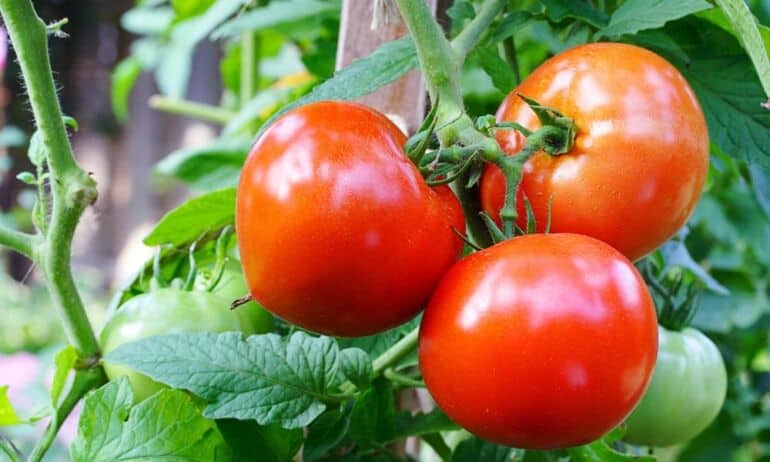 Pomidorai