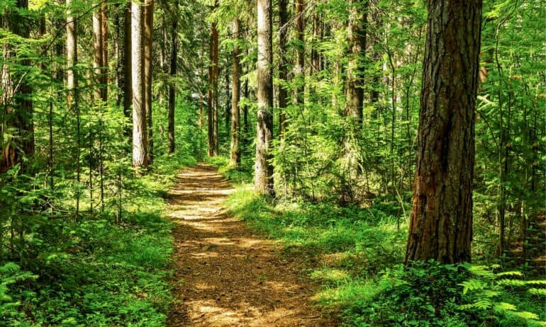 Ekspertų patarimai turintiems miško: kaip apsisaugoti nuo kenkėjų?