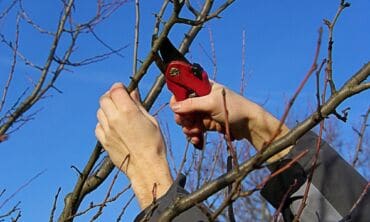 Formuojame brandžius medžius: profesionalus arboristas pataria