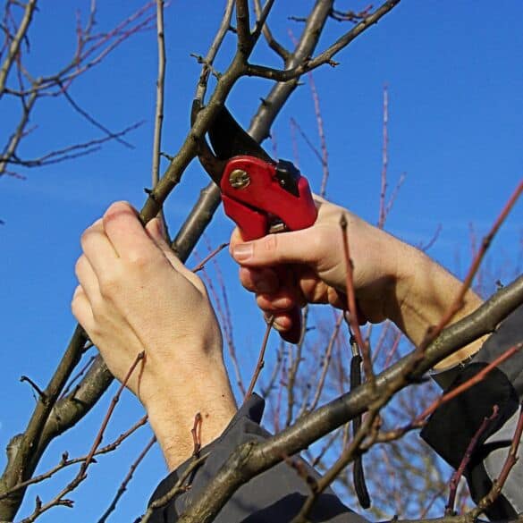 Formuojame brandžius medžius: profesionalus arboristas pataria