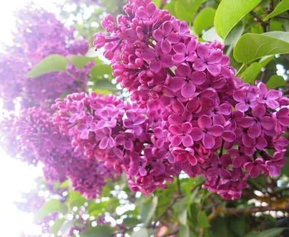 „Garden Style“: ką gali parodyti lietuvio kiemas