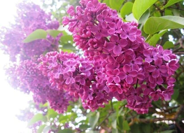 „Garden Style“: ką gali parodyti lietuvio kiemas