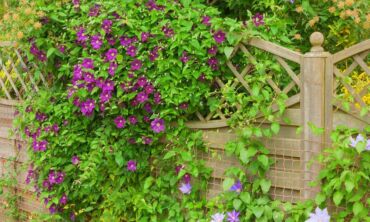 „Garden Style“: kaip paslėpti sklypo trūkumus