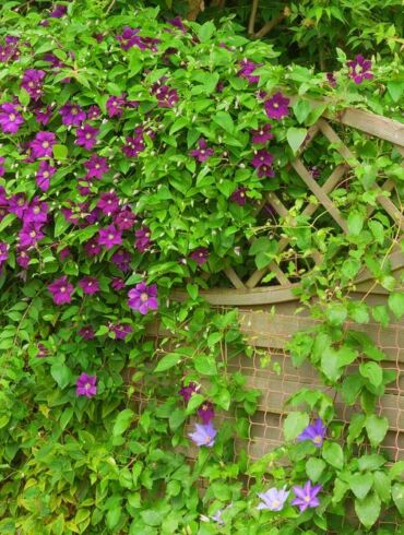„Garden Style“: kaip paslėpti sklypo trūkumus