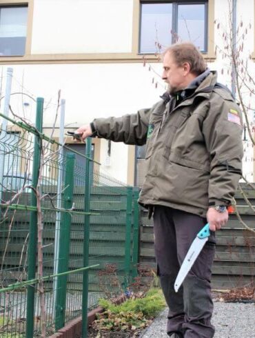 Genėjimas žiemą: pataria medžių ekspertas L. Mekionis
