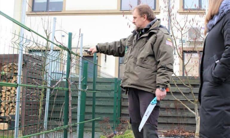 Genėjimas žiemą: pataria medžių ekspertas L. Mekionis
