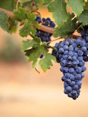 Geram vynuogių derliui ruoštis reikia rudenį