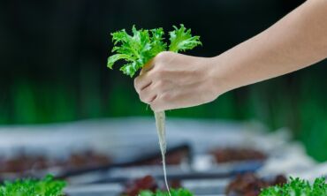 Hidroponinis daržas – galimybė džiaugtis šviežiomis daržovėmis net žiemą