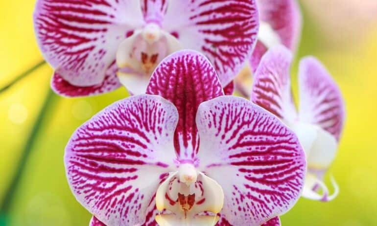 Horoskopas orchidėjų mylėtojams