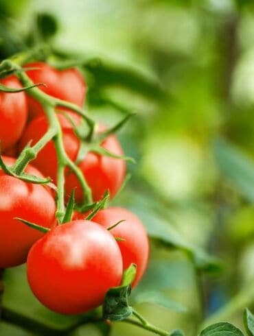 Įdomu: originali ukrainietiška pomidorų kolekcija