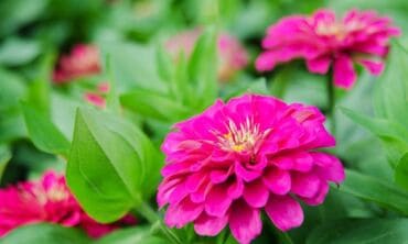 Įdomu: pirmoji pražydusi kosmose gėlė