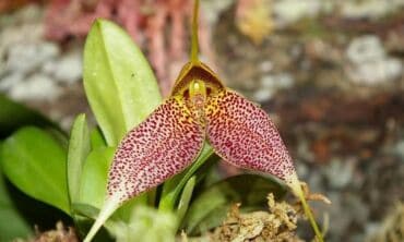 Įdomūs faktai apie orchidėjas