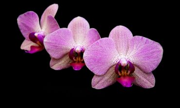 Išbandyta: kaip priversti orchidėją žydėti
