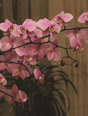 Įspūdžiai iš orchidėjų parodos: anksčiau ši gėlė buvo tik aukštuomenės privilegija