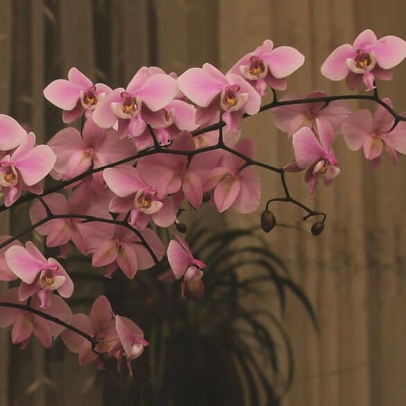 Įspūdžiai iš orchidėjų parodos: anksčiau ši gėlė buvo tik aukštuomenės privilegija