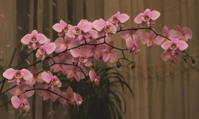 Įspūdžiai iš orchidėjų parodos: anksčiau ši gėlė buvo tik aukštuomenės privilegija