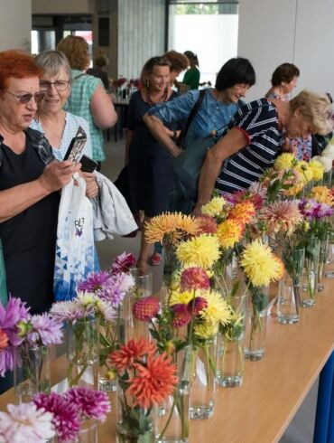 Įvertino ir apdovanojo geriausias jurginų veisles