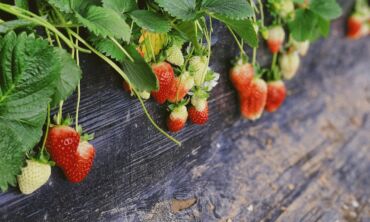 Jaunystę saugančių uogų sezonas prasidėjo: dietistė paaiškino