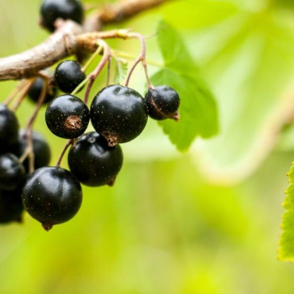 Juodųjų serbentų metas: uogakrūmių auginimo ypatybės