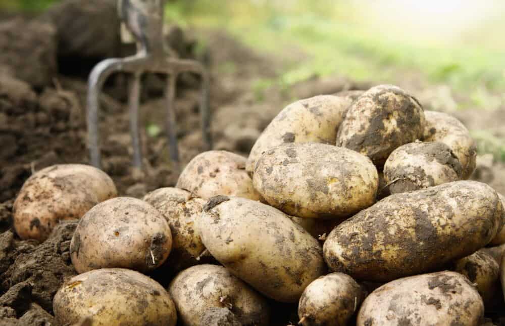 Ką darote ne taip – kaip kasti ir laikyti bulves