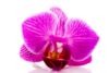 Ką reikėtų žinoti apie orchidėjų priežiūrą sausio mėnesį