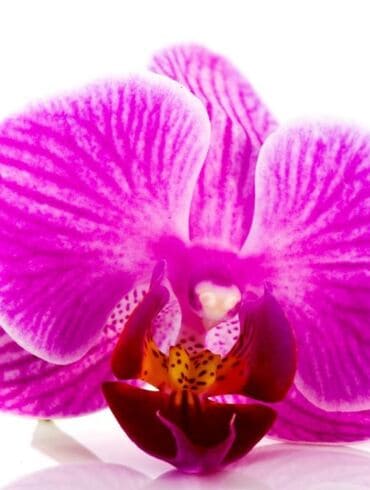 Ką reikėtų žinoti apie orchidėjų priežiūrą sausio mėnesį