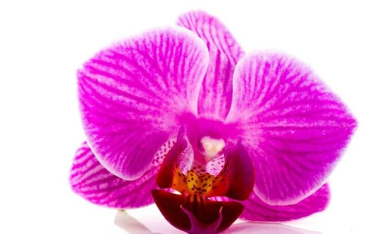 Ką reikėtų žinoti apie orchidėjų priežiūrą sausio mėnesį