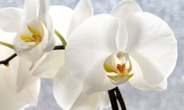 Ką svarbu žinoti apie Lietuvoje auginamas orchidėjas?