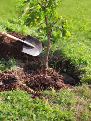 Ką verta žinoti apie medžių sodinimą rugsėjo mėnesį?